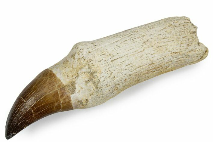 Fossil Rooted Prognathodontid Mosasaur Tooth - Morocco #345198